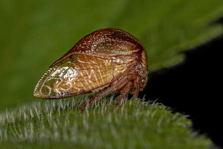 Adult Buffalo Treehopper of the Tribe Ceresini