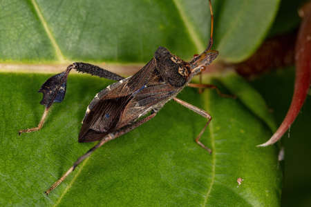 Adult Leaf footed Bug of the Leptoglossus genus