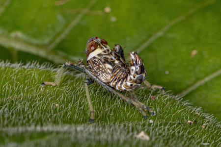 Typical Leafhopper Nymph of the Family Cicadellidaeの写真素材