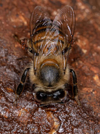 Adult Female Western Honey Bee of the species Apis mellifera eating angiosperm tree root