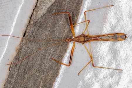Adult Assassin Bug of the Genus Debilia