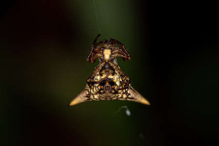 Adult Female Orbweaver Spider of the species Micrathena peregrinatorum