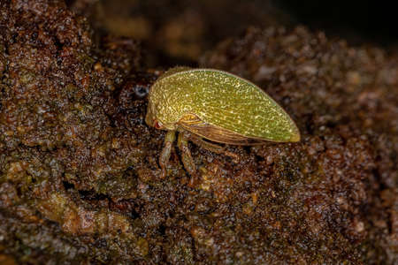 Adult Green Treehopper of the Subfamily Smiliinae