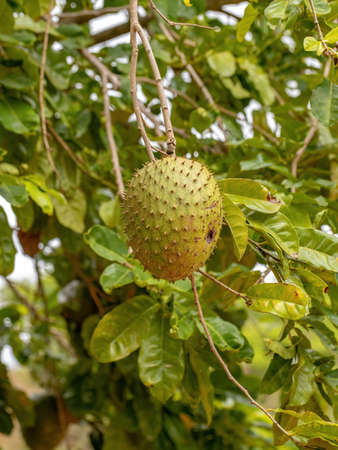 Green Soursop Fruit of the species Annona muricata with selective focus