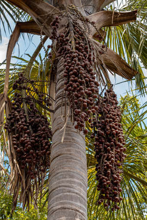 Moriche Palm Fruits of the species Mauritia flexuosaの写真素材