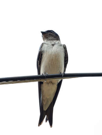 Adult Gray breasted Martin of the species Progne chalybea perched on an electrical wireの写真素材