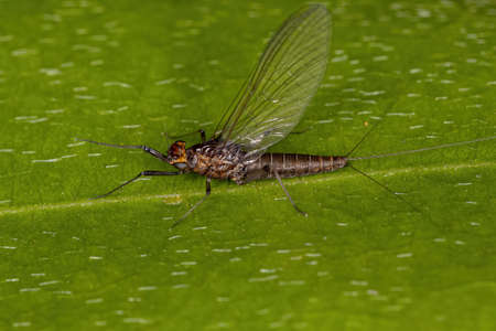 Adult Female Prong-gilled Mayfly of the Family Leptophlebiidaeの写真素材