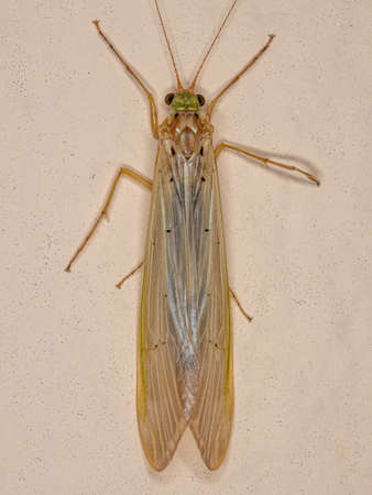 Adult Caddisfly Insect of the Genus Synoestropsis