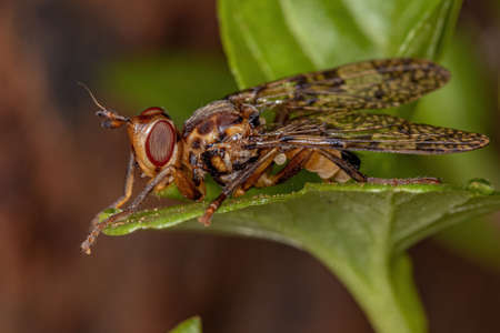 Adult Scarab Pursuing Fly of the Family Pyrgotidae