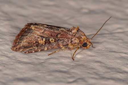 Adult Cutworm Moth of the Family Noctuidae