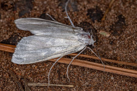 Adult Moth Insect of the order lepidoptera