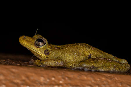 Fuscous-blotched Snouted Tree Frog of the species Scinax fuscovarius