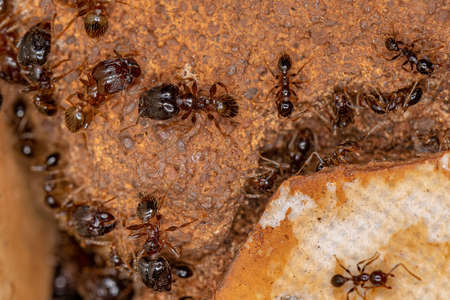 Adult Female Big-headed Ant of the Genus Pheidoleの写真素材
