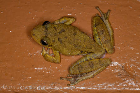 Fuscous-blotched Snouted Tree Frog of the species Scinax fuscovarius