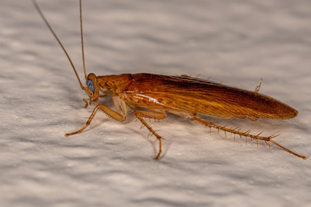 Adult Wood Cockroach of the Family Ectobiidae