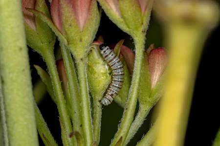 South American Monarch Caterpillar of the species Danaus erippus