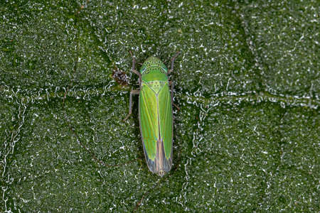 Adult Small Sharpshooter Insect of the Genus Hortensia