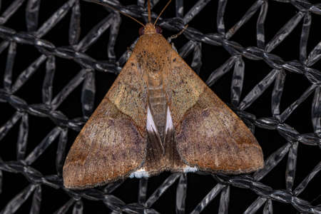 Adult Fasciolated Graphic Moth of the species Melipotis fasciolaris