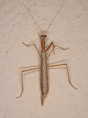 Adult Thespid Mantis of the Family Thespidae