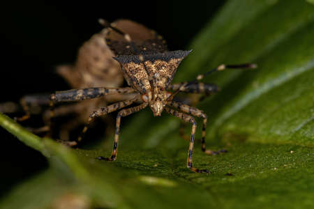 Adult Leaf-footed Bug of the Genus Zicca coupling