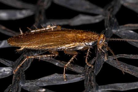 Adult Wood Cockroach of the Family Ectobiidaeの写真素材