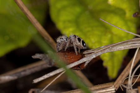 Small Jumping Spider of the Subtribe Freyina