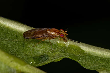 Adult Acalyptrate Fly of the Zoosubsection Acalyptrate