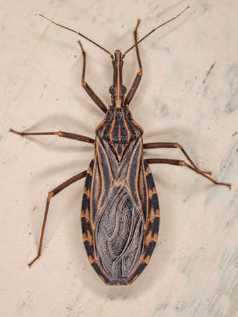 Adult Bloodsucking Conenose of the genus Rhodniusの写真素材