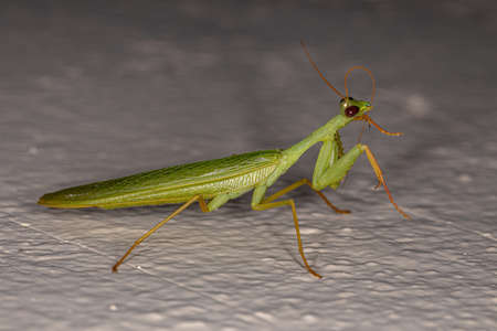 Adult Green Photinaid Mantis of the Tribe Photinaini