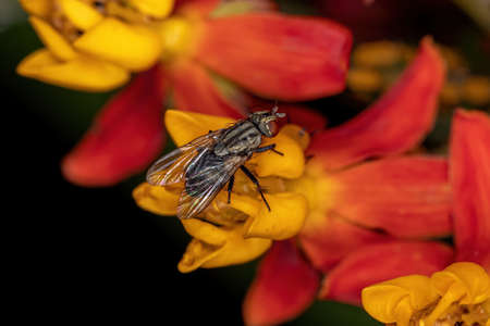 Adult Flesh Fly of the Family Sarcophagidae