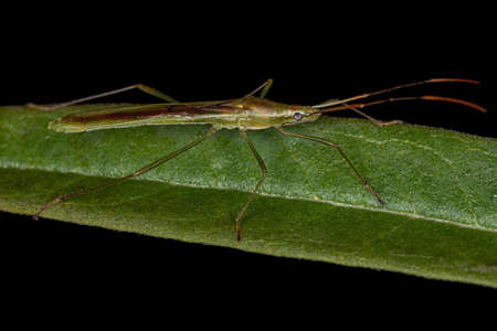 Adult Rice Bug of the Stenocoris genus