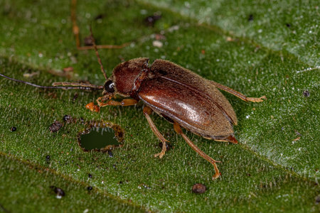 Adult Toe-winged Beetle of the Family Ptilodactylidae