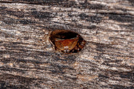 Adult Yellow Turtle Ant of the Genus Cephalotes at the entrance to the colony which is a hole in a...
