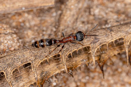 Adult Female Twig Ant of the Pseudomyrmex Genus