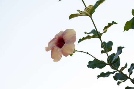 Purple Allamanda Plant Flower of the species Allamanda blanchetii