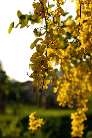 Golden Rain Tree Yellow Flowers of the species Cassia fistula with selective focusの写真素材