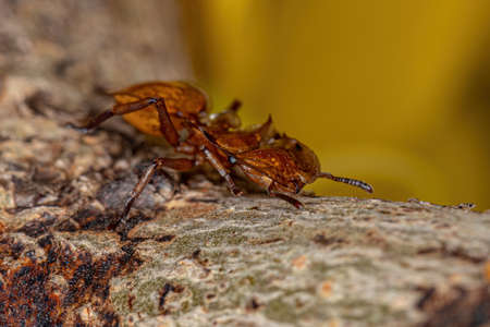 Adult Yellow Turtle Ant of the Genus Cephalotes