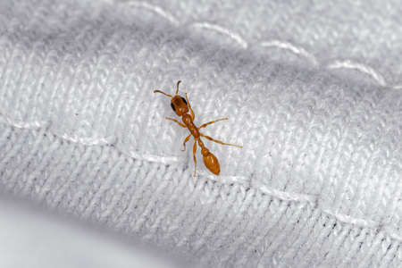 Adult Female Twig Ant of the Pseudomyrmex Genusの写真素材