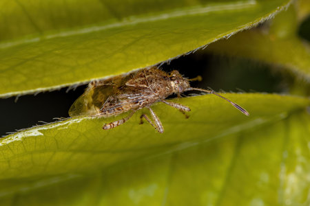 Adult Scentless Plant Bug of the Subfamily Rhopalinae