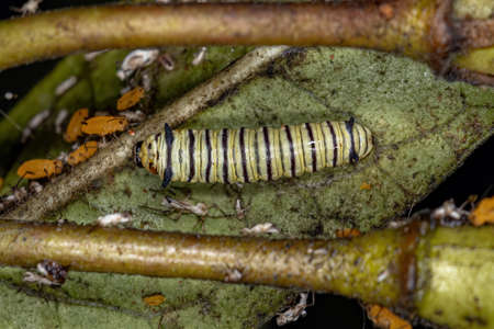 South American Monarch Caterpillar of the species Danaus erippus