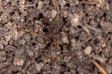 Adult Acromyrmex Leaf-cutter Ant of the Genus Acromyrmexの写真素材