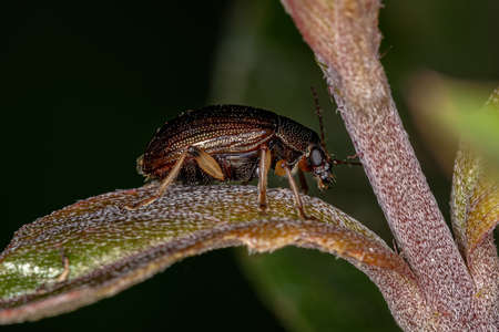 Adult Leaf Beetle of the Subfamily Eumolpinae