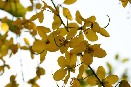 Golden Rain Tree Yellow Flowers of the species Cassia fistula with selective focusの写真素材