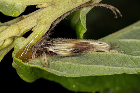 Adult Flat-faced Longhorn Beetle of the Genus Recchia