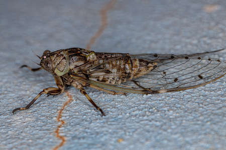 Adult Typical Cicada of the Tribe Fidicinini