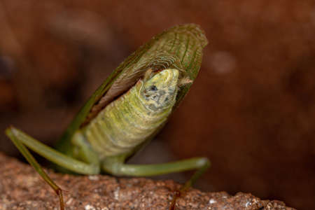 Acontistid Mantis Nymph of the Genus Acontista