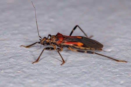 Adult Assassin Bug of the Family Reduviidaeの写真素材