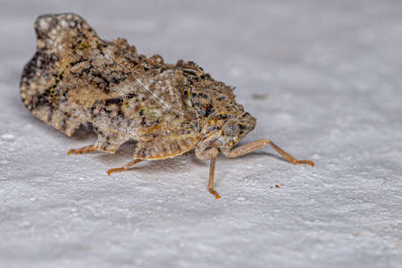 Adult Planthopper Insect of the Family Flatidae