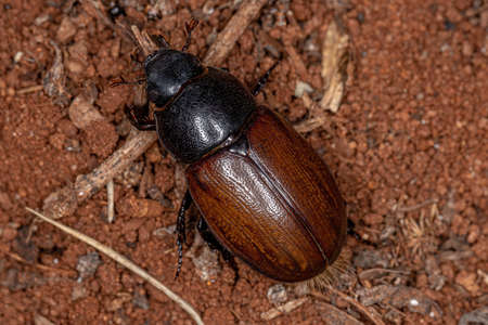 Adult Rhinoceros Beetle of the Subfamily Dynastinae