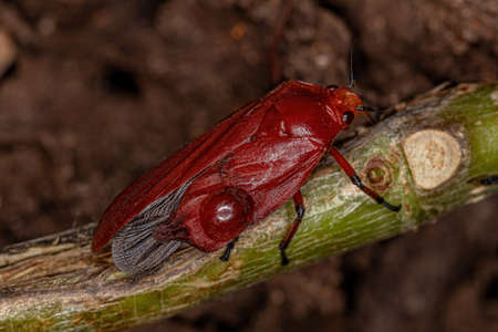 Adult Red Froghopper Insect of the Family Cercopidaeの写真素材